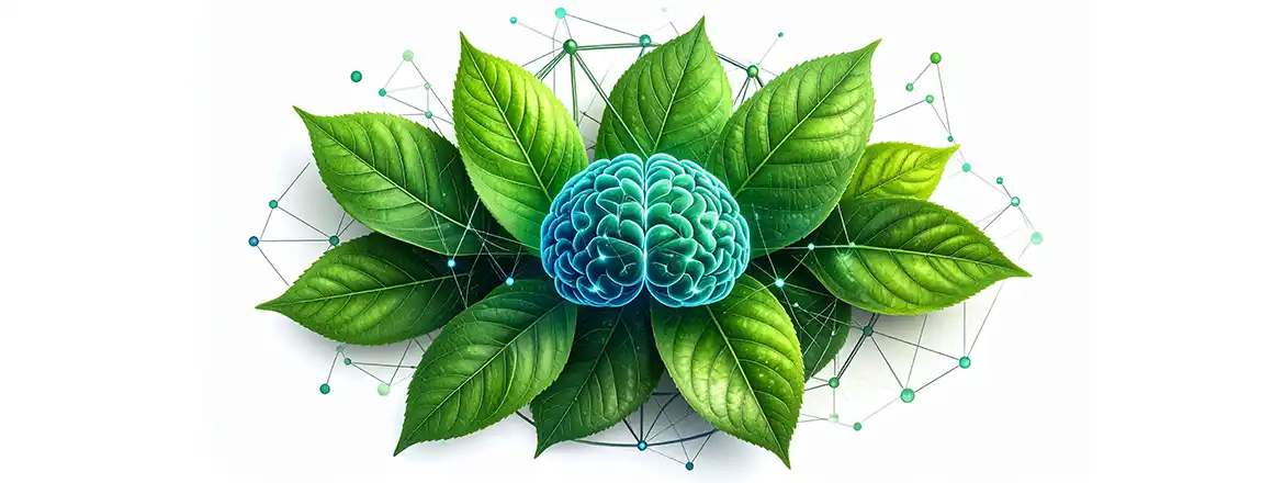 Mi a hatása a yerba mate fogyasztásának? Hogyan befolyásolja a koncentrációt?