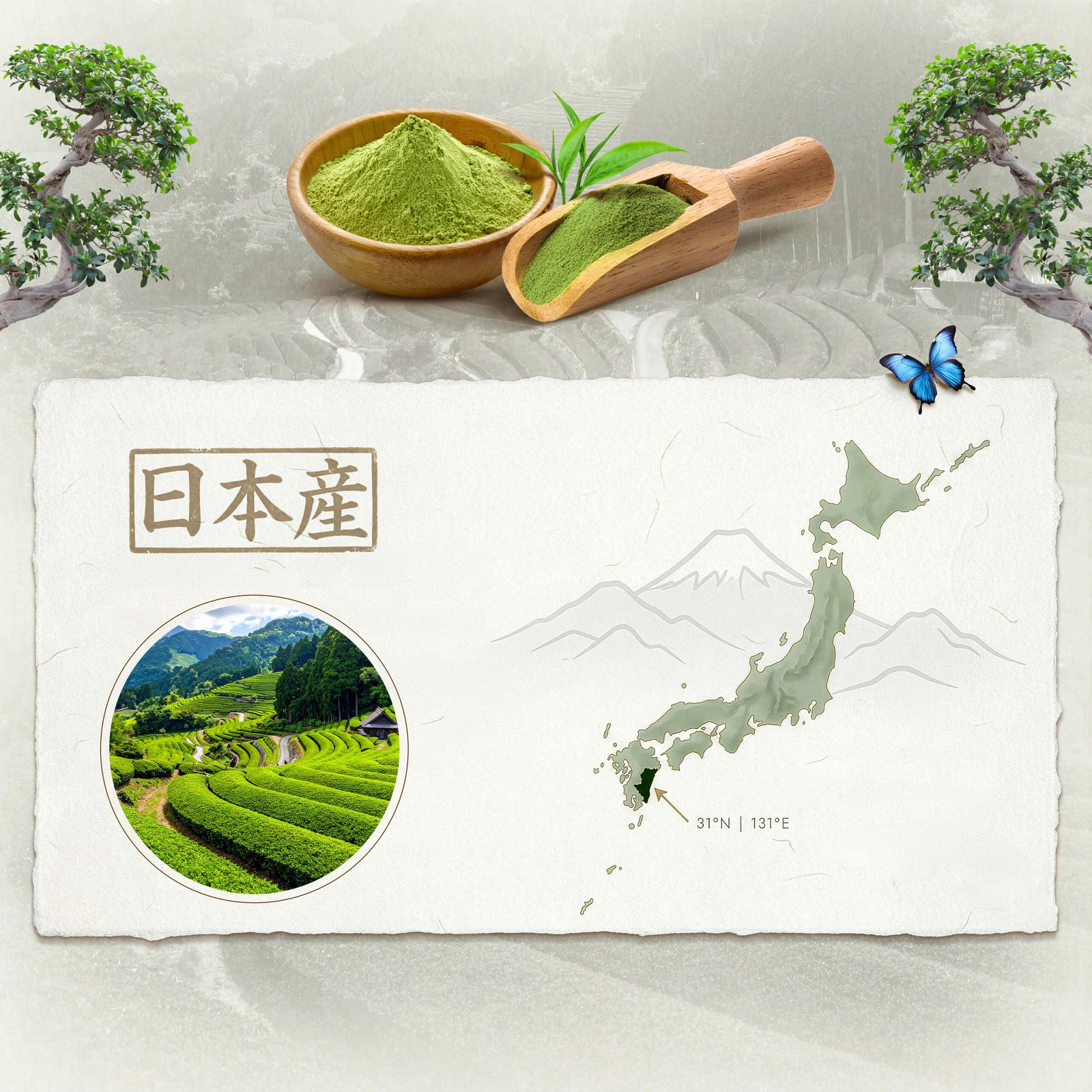 Japán ceremoniális BIO matcha Mary Rose