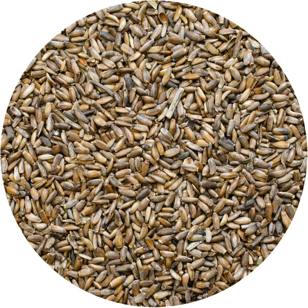 Vivarini – Máriatövis (mag) 1 kg